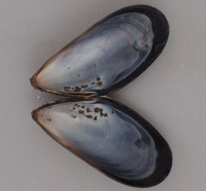 クリックで拡大表示