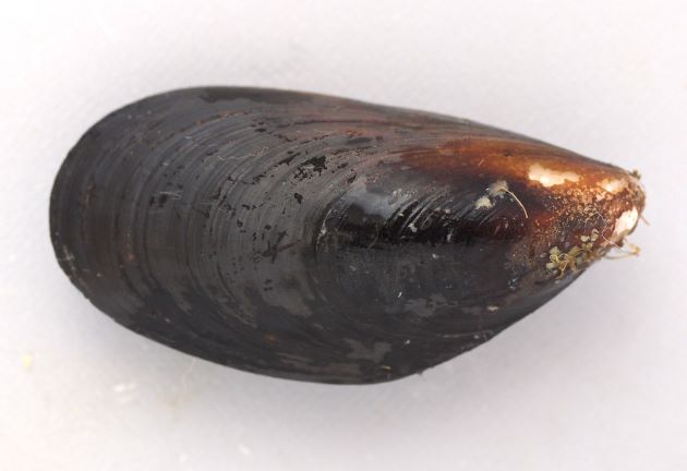 最大18cm SHL前後になる。貝殻は薄く硬く、殻長近くは茶色で黒紫色、先端近くは黒い。