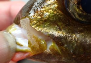 クリックで拡大表示