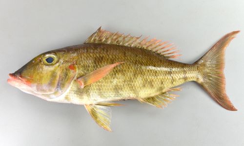 花鳥魚 ホオアカクチビ | 魚類 | 市場魚貝類図鑑