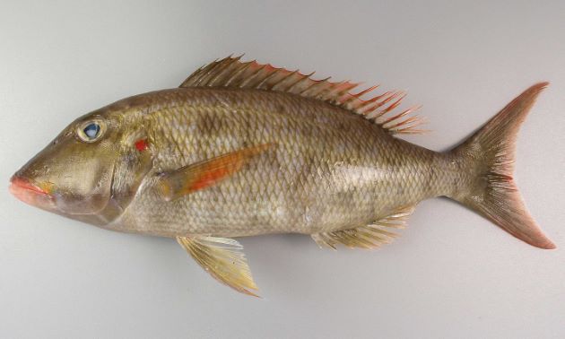 SL （体長）40cmを超える。やや細長い。頬に暗色の斑紋がない。前鰓蓋骨・頭部・胸鰭に顕著な赤い斑紋がない。鰓蓋骨に赤い斑紋がある。胸鰭裏側起部に鱗がない。