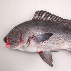 アジアコショウダイ 魚類 市場魚貝類図鑑