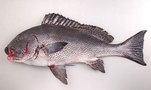 アジアコショウダイ | 魚類 | 市場魚貝類図鑑