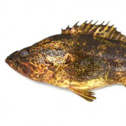 タケノコメバル フィギュア 魚寸30cm 遣お