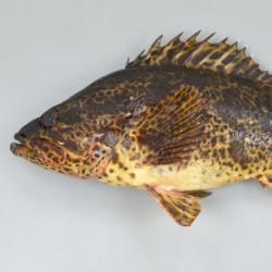 タケノコメバル 魚類 市場魚貝類図鑑