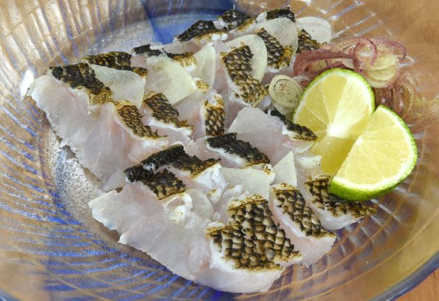 タケノコメバル | 魚類 | 市場魚貝類図鑑
