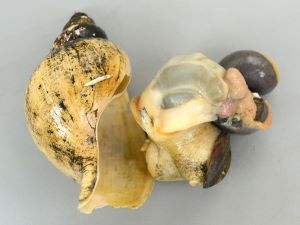 クリックで拡大表示