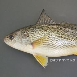 コイチ 魚類 市場魚貝類図鑑