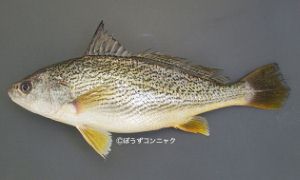 コイチ