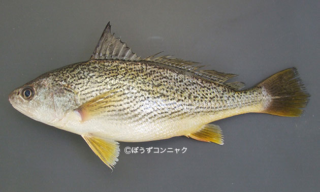 コイチ 魚類 市場魚貝類図鑑