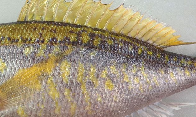 全体に褐色で黄色い色合いがまだら模様になっている。背鰭は鱗に覆われない背鰭・臀鰭の最後の軟条は伸びる。頭部は比較的平坦。