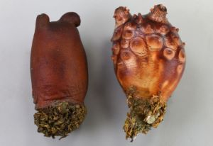 クリックで拡大表示