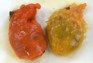 クリックで拡大表示