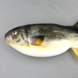 ゴマフグ 魚類 市場魚貝類図鑑