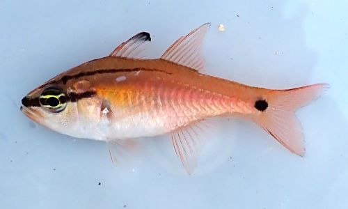 ネンブツダイ 魚類 市場魚貝類図鑑 ネンブツダイ 魚類 市場魚貝類図鑑