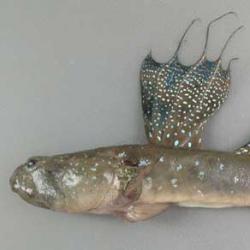 ムツゴロウ 魚類 市場魚貝類図鑑