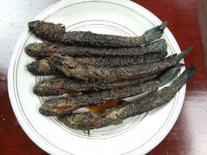 ムツゴロウ 魚類 市場魚貝類図鑑