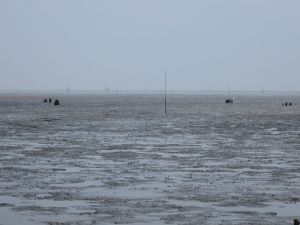 ムツゴロウ 魚類 市場魚貝類図鑑 ムツゴロウ 魚類 市場魚貝類図鑑