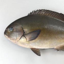 クロメジナ オナガグレ 市場魚貝類図鑑