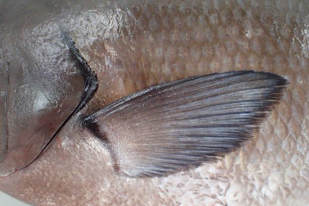 鰓蓋骨の後縁が黒い。尾柄部は低く尾鰭が大きい。