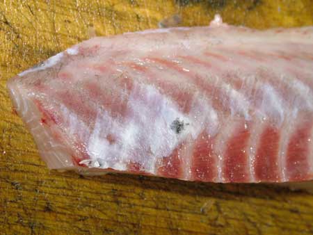 クロメジナの刺身サク