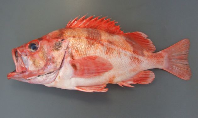 バラメヌケ 魚類 市場魚貝類図鑑 バラメヌケ 魚類 市場魚貝類図鑑