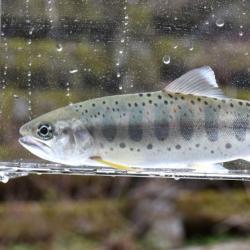 アマゴ 魚類 市場魚貝類図鑑