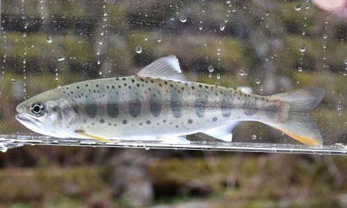 アマゴ 魚類 市場魚貝類図鑑