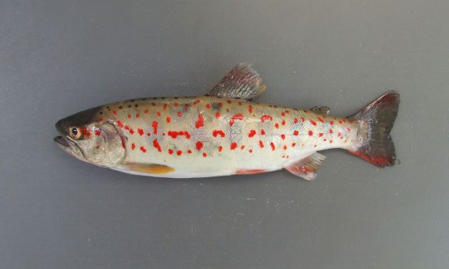 体長25cm前後になる。体側にパーマーク（parr mark　暗青色の斑文）が10個前後並び、赤い斑点がある。画像は養殖もので赤い斑点が強く出ている。（養殖体長25cm）