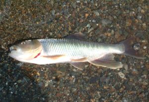 クリックで拡大表示