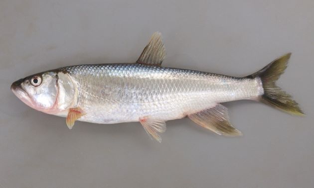 体長30センチ前後になる。細長く平たい（側偏）。普段は銀色背は黒く地味だが生殖期に雄は鰭が大きくなり、青や赤に色づく。口はへの字をしていてオイカワよりも体に対して大きい。［成魚］