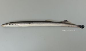 カワヤツメのサムネイル写真