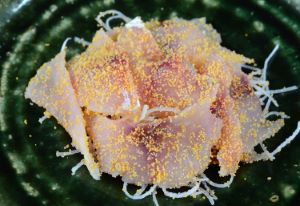 クリックで拡大表示