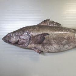 ギンダラ 魚類 市場魚貝類図鑑 ギンダラ 魚類 市場魚貝類図鑑