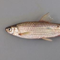 ホンモロコ 魚類 市場魚貝類図鑑