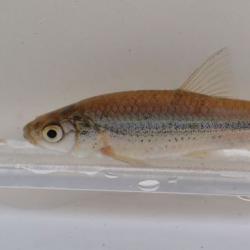 タモロコ 魚類 市場魚貝類図鑑