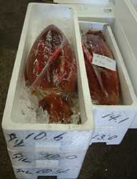 クリックで拡大表示 市場でのソデイカ