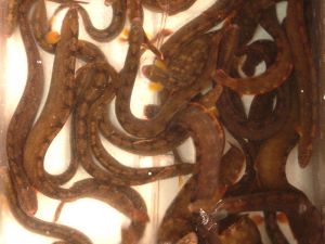 ギンポ 魚類 市場魚貝類図鑑