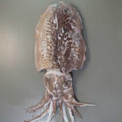 ヨーロッパコウイカ 軟体 市場魚貝類図鑑