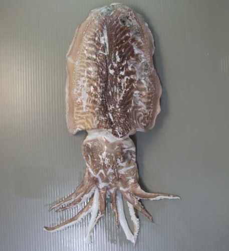 ヨーロッパコウイカ 軟体 市場魚貝類図鑑 ヨーロッパコウイカ 軟体 市場魚貝類図鑑