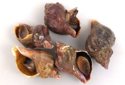 ヒメエゾボラ 青ツブ 市場魚貝類図鑑