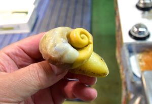 クリックで拡大表示