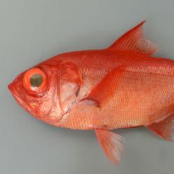 キンメダイ 魚類 市場魚貝類図鑑