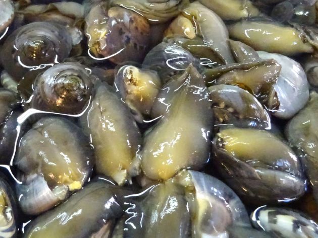 ダンベイキサゴ ナガラミ 市場魚貝類図鑑