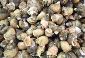 クリックで拡大表示