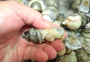 クリックで拡大表示