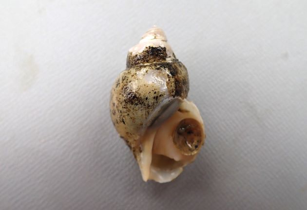 殻長90mm前後になる小型のエゾバイ。貝殻は薄く白くて、薄い殻皮をかぶる。手で割れるくらいにもろい。ずんぐり殻長の短いものとややのっぽのタイプがある。殻頂（いちばん先端）部分がすり減って欠けているものが多い。［北海道増毛　45mm SL］
