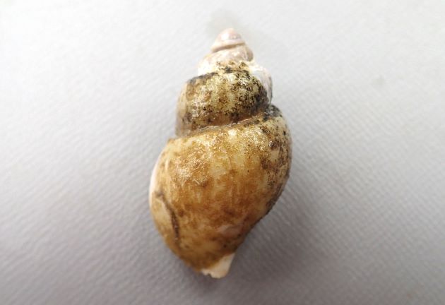 殻長90mm前後になる小型のエゾバイ。貝殻は薄く白くて、薄い殻皮をかぶる。手で割れるくらいにもろい。ずんぐり殻長の短いものとややのっぽのタイプがある。殻頂（いちばん先端）部分がすり減って欠けているものが多い。［北海道増毛　45mm SL］