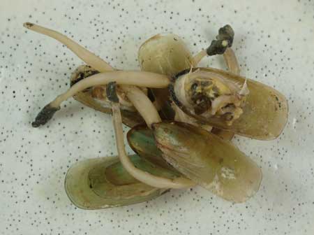 ミドリシャミセンガイの塩ゆで