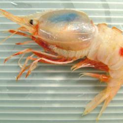 ミノエビ属について＆生物一覧ー | 市場魚貝類図鑑